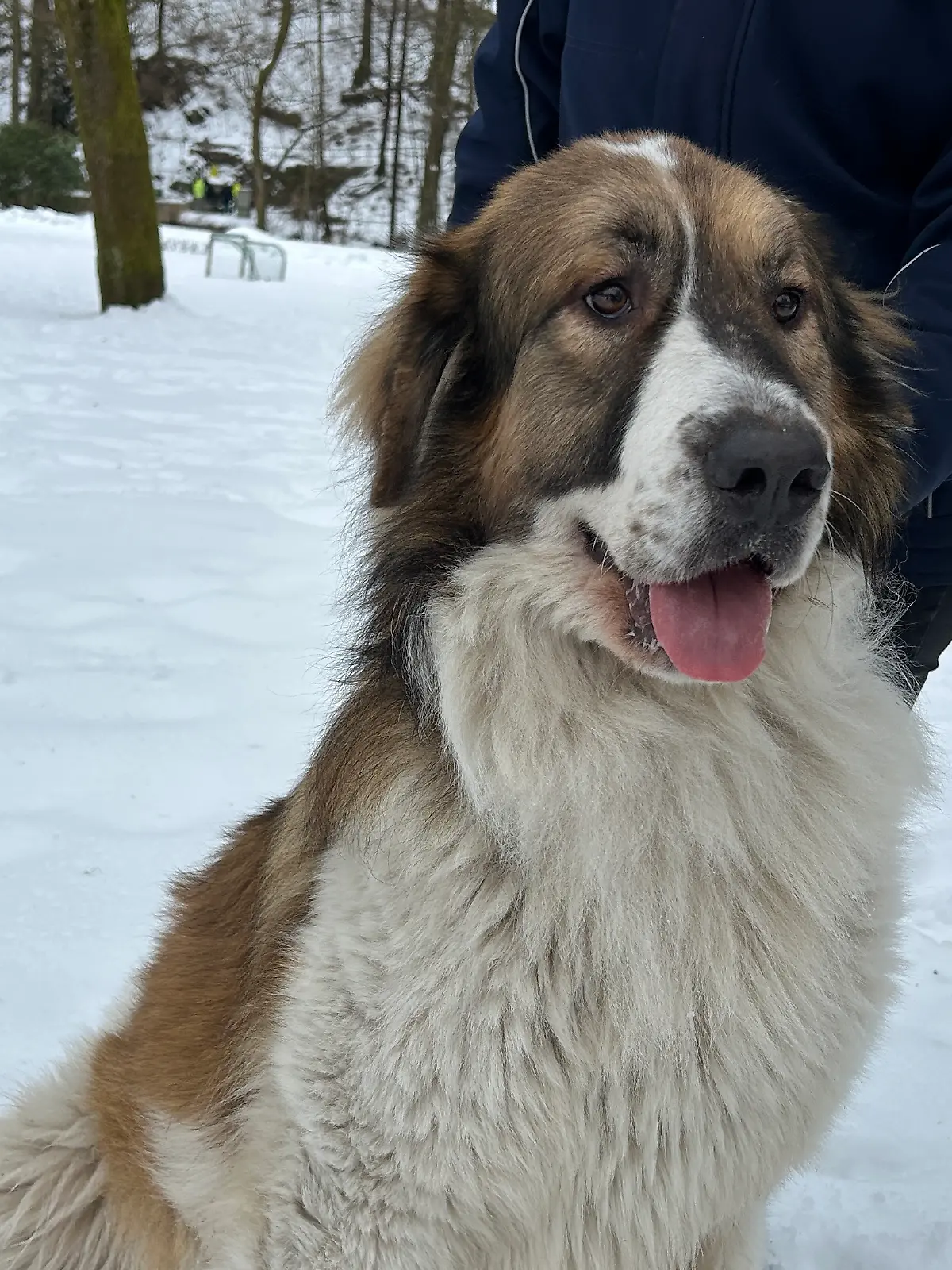 Bild zu: "Pfoten schon wundgelaufen! Hund Wolfgang irrt bei eisigen Temperaturen alleine umher"