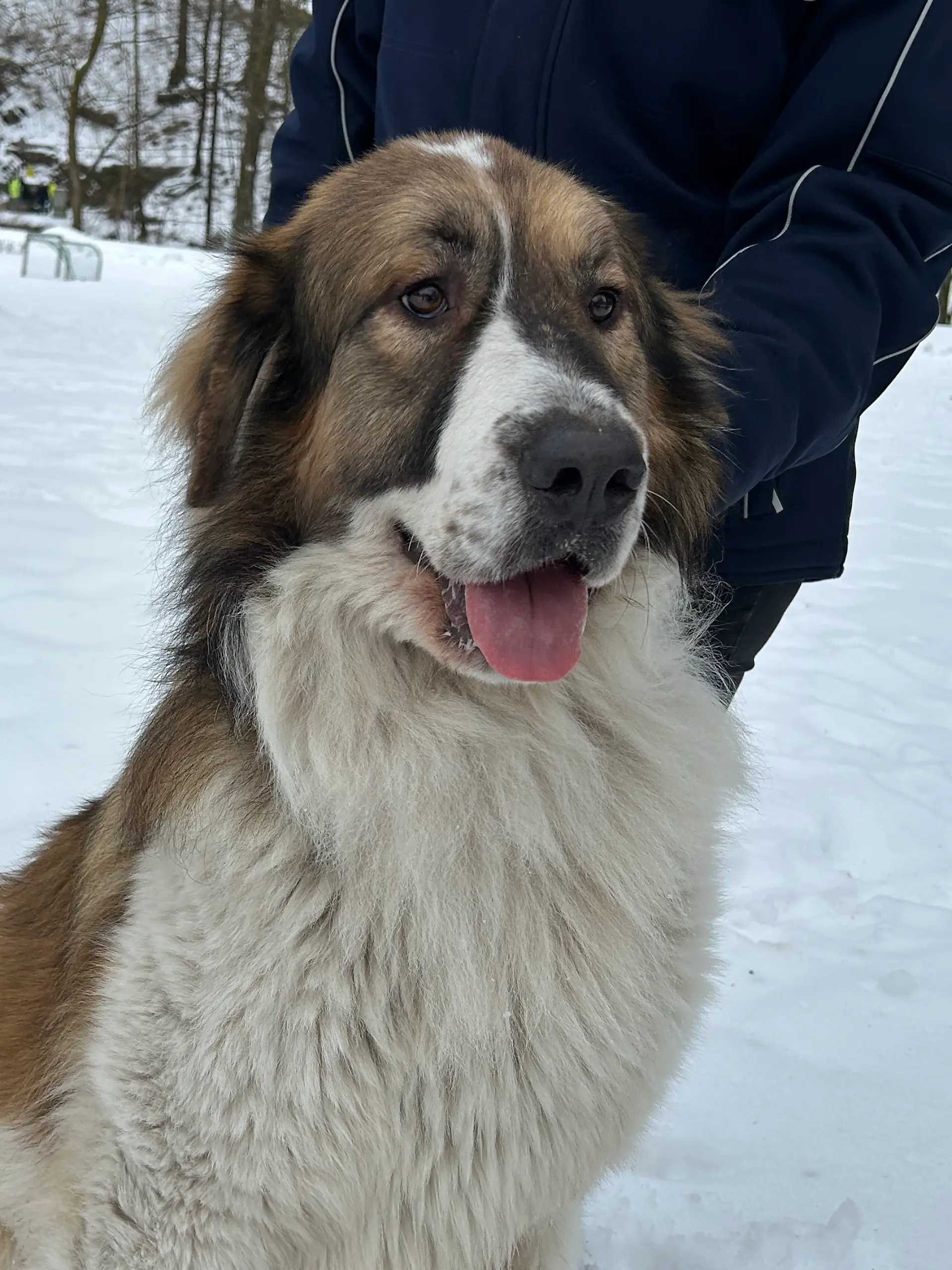 Bild zu: "Pfoten wundgelaufen! Hund irrt bei Kälte alleine umher"
