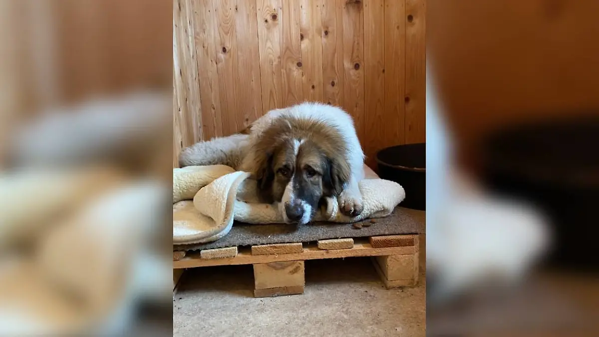 Der Zwinger des Ordnungsamts Bad Lauterberg war von Mittwoch (4. Februar) bis Freitag (6. Februar) Wolfgangs Reich.