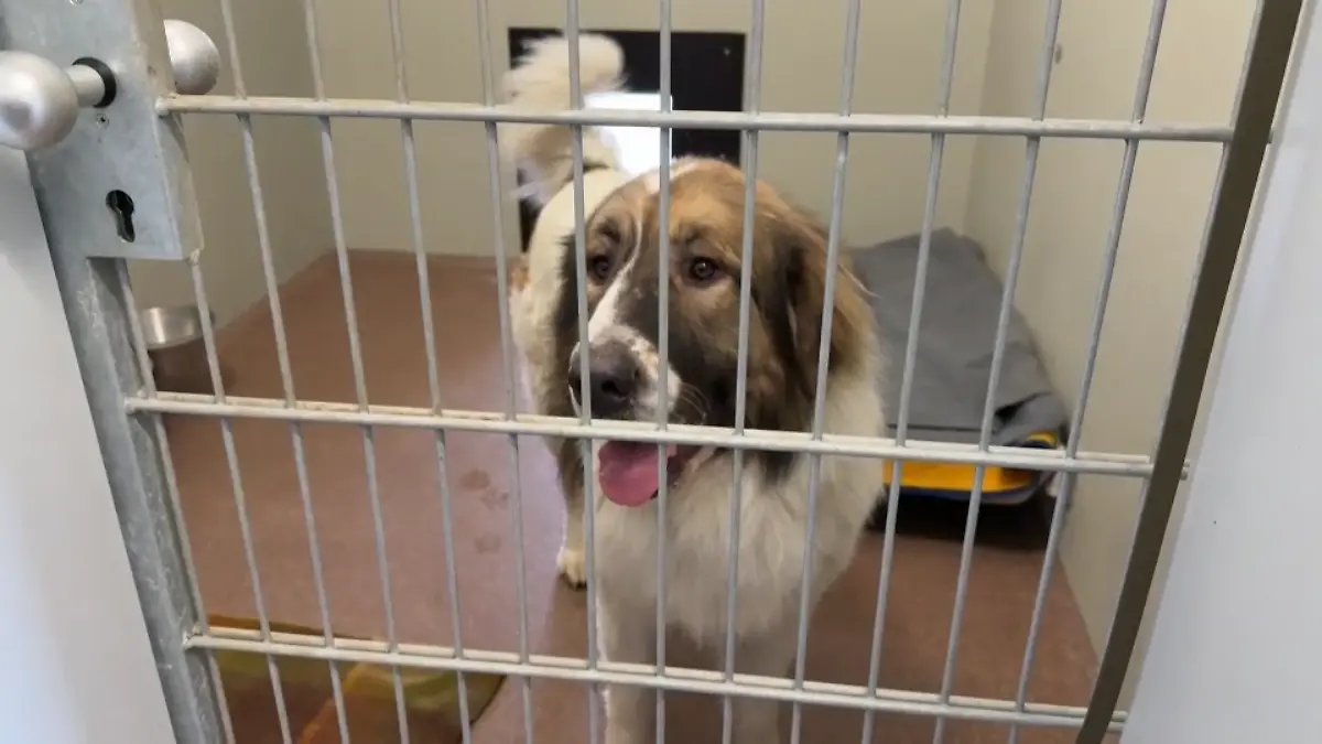 „Wolle” lebt seit Freitag (6. Februar) im Tierheim Nordhausen.