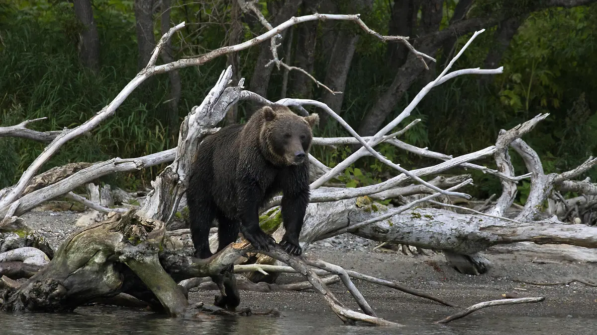 Creative Highlights World KAMCHATKA TERRITORY, RUSSIA - SEPTEMBER 4, 2020: A brown bear on a dead tree on the shore of Kurilskoye Lake in Tikhon Shpilenok South Kamchatka Federal Nature Reserve zakaznik on the Kamchatka Peninsula in the Russian Far East. Yekaterina Shtukina/TASS PUBLICATIONxINxGERxAUTxONLY TS0E666D