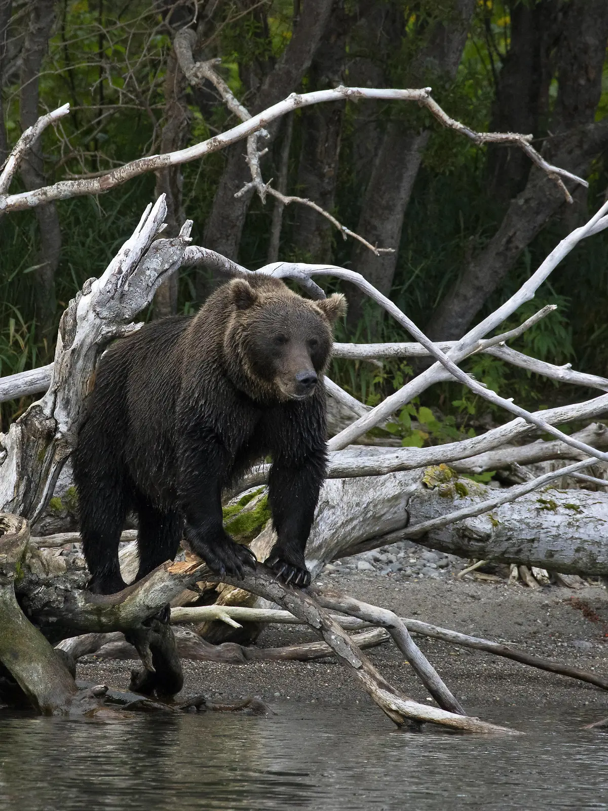 Creative Highlights World KAMCHATKA TERRITORY, RUSSIA - SEPTEMBER 4, 2020: A brown bear on a dead tree on the shore of Kurilskoye Lake in Tikhon Shpilenok South Kamchatka Federal Nature Reserve zakaznik on the Kamchatka Peninsula in the Russian Far East. Yekaterina Shtukina/TASS PUBLICATIONxINxGERxAUTxONLY TS0E666D