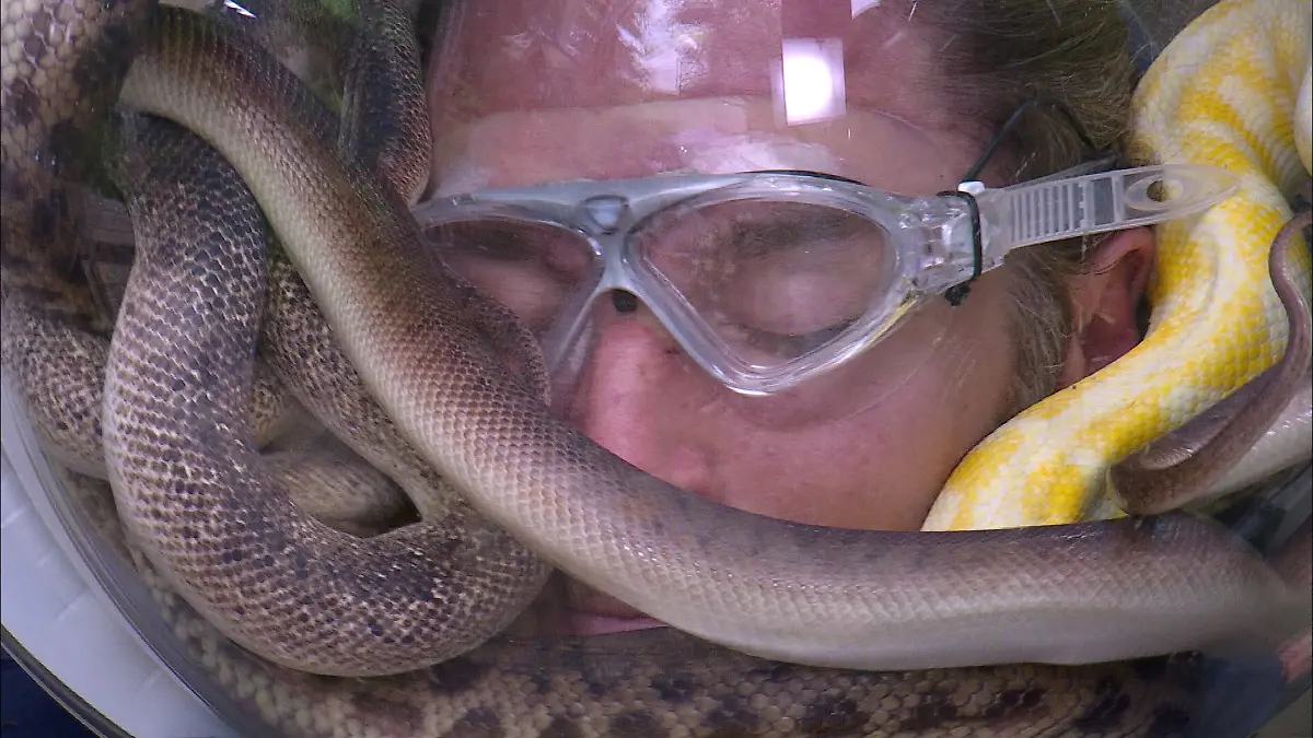 Dschungelcamp-2026-Die-exklusive-Vorschau-zur-Dschungelpr-fung-Alle-drei-Finalisten-m-ssen-die-Nerven-behalten-