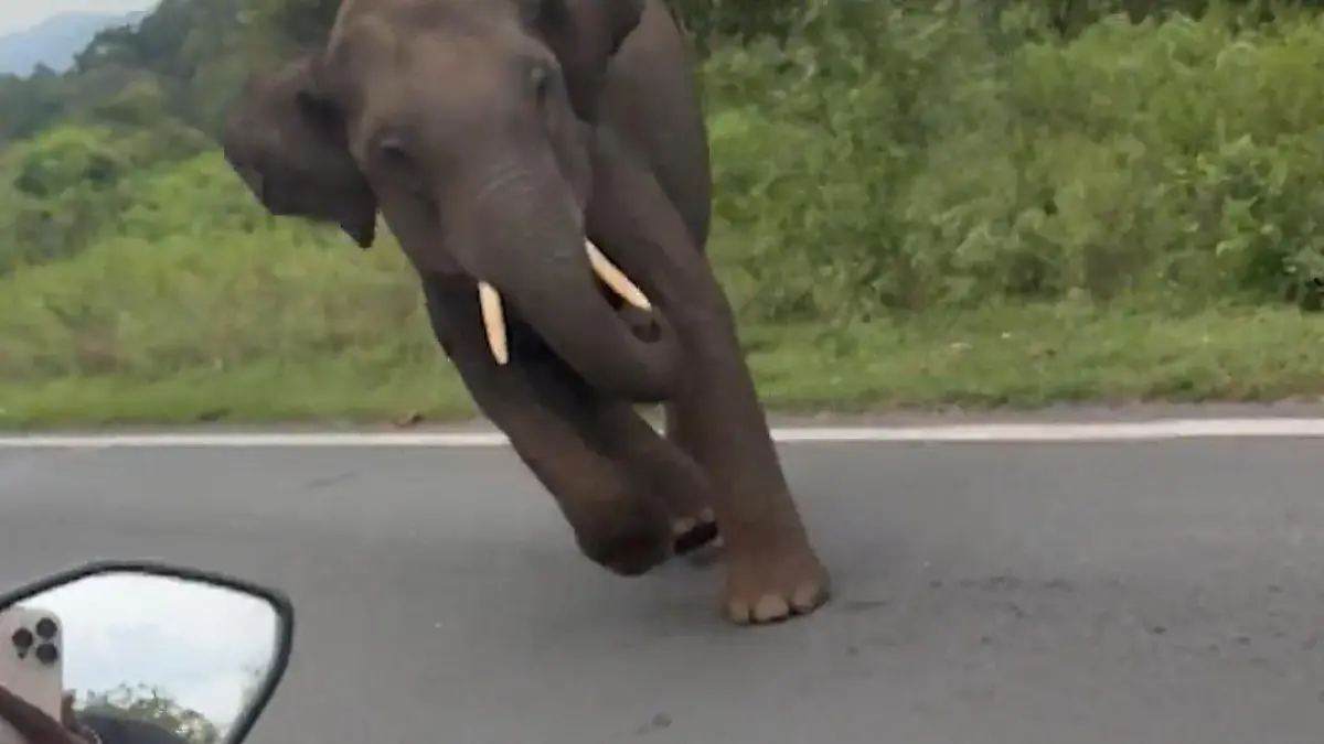 Schutzlos ausgeliefert! Elefant stürmt auf Motorradfahrer zu Mitten im Tigerreservat 