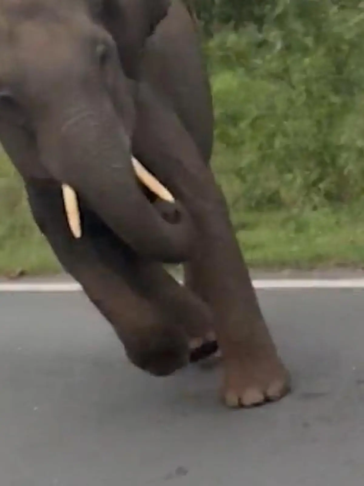 Bild zu: "Schutzlos ausgeliefert! Elefant stürmt auf Motorradfahrer zu"