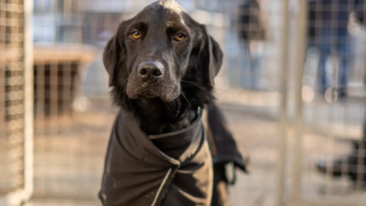 Bibo sucht bei „Die Unvermittelbaren mit Martin Rütter” ein neues Zuhause