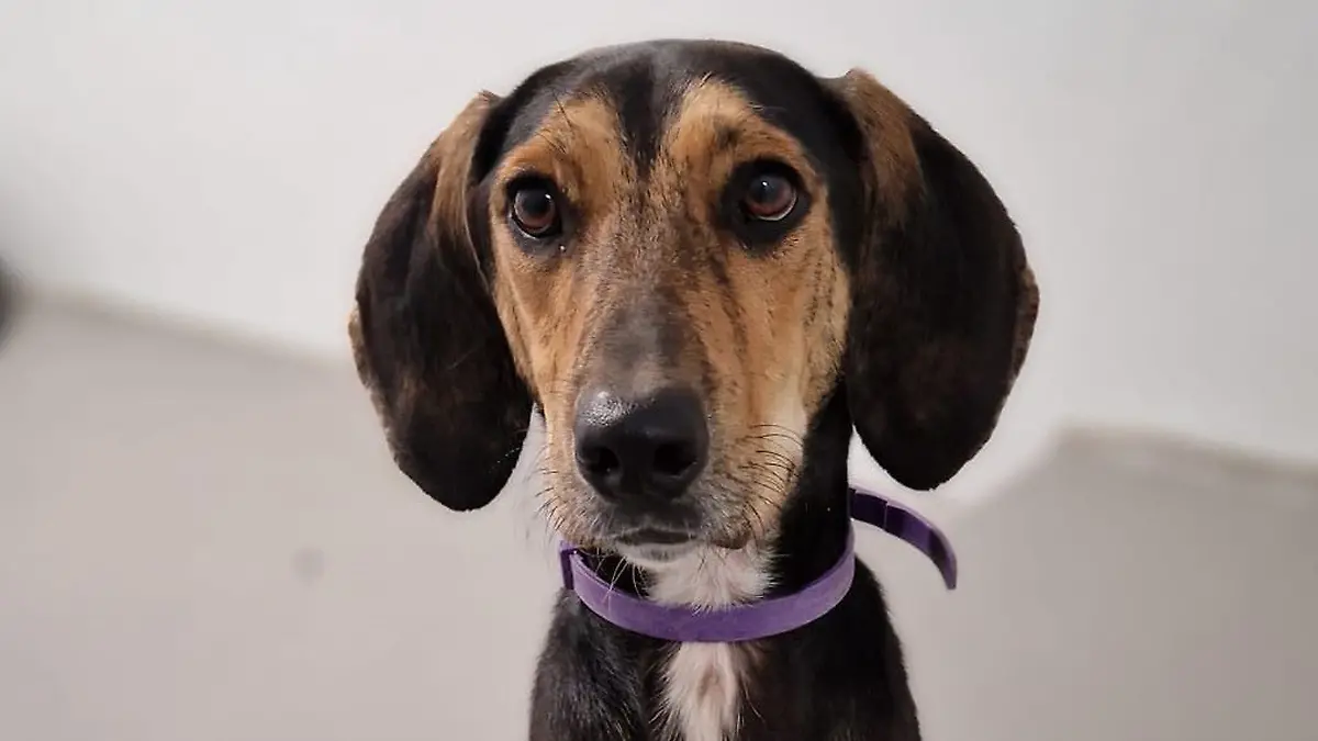 Rüdiger sucht bei „Die Unvermittelbaren mit Martin Rütter” ein neues Zuhause