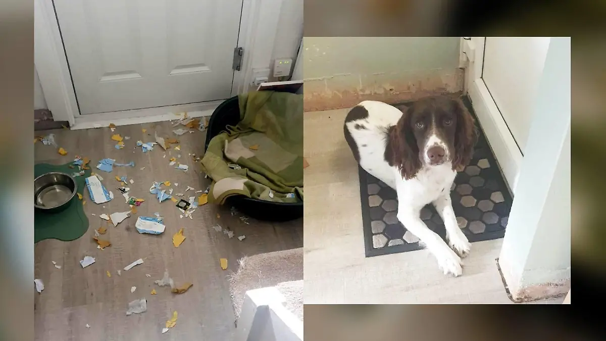 Cocker Spaniel Leo und das Chaos vor der Tür