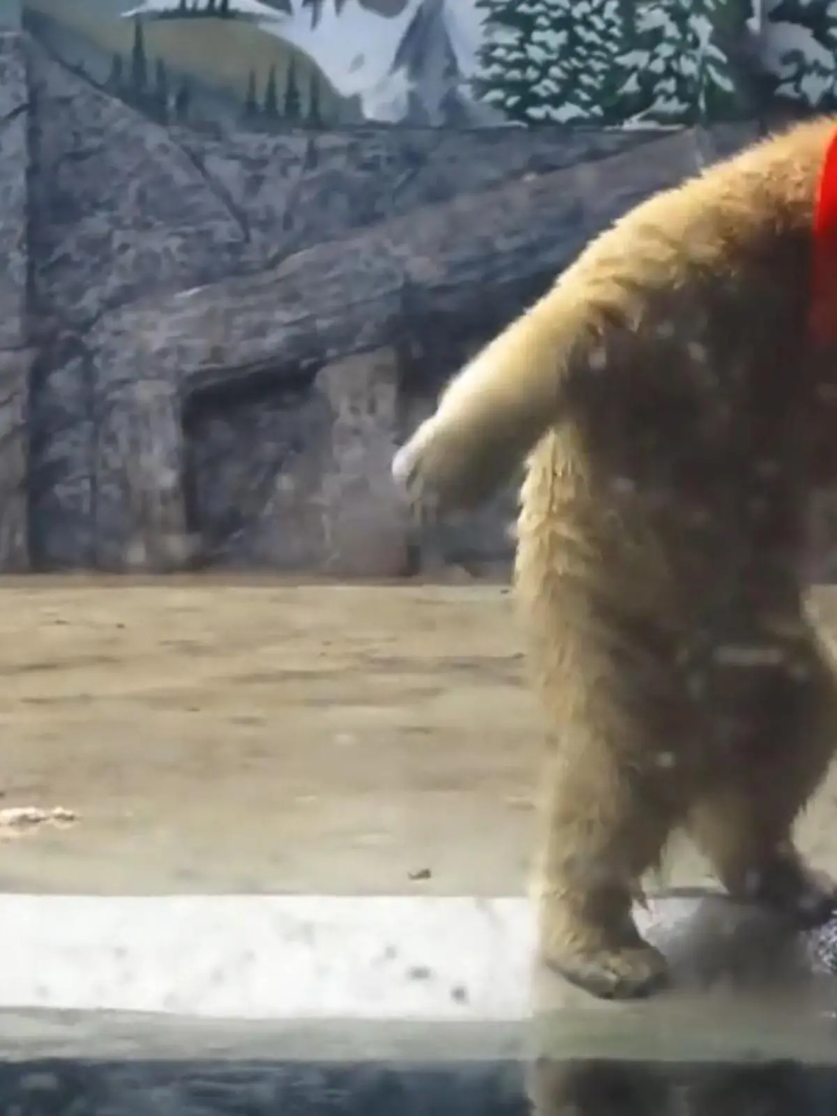 Bild zu: "Da ist der (Eis-)Bär los! Raubtier-Zwillinge sorgen im Zoo für Lacher"