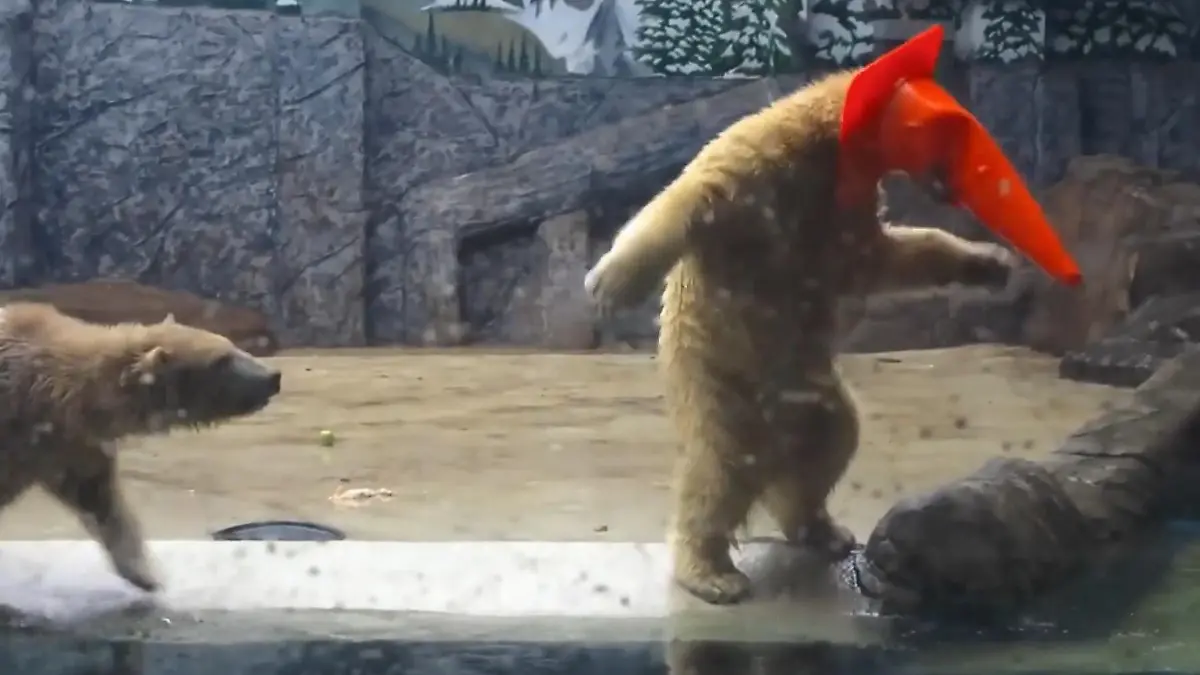 Da ist der (Eis-)Bär los! Raubtier-Zwillinge sorgen im Zoo für Lacher Ootek und Jorek aus Ungarn