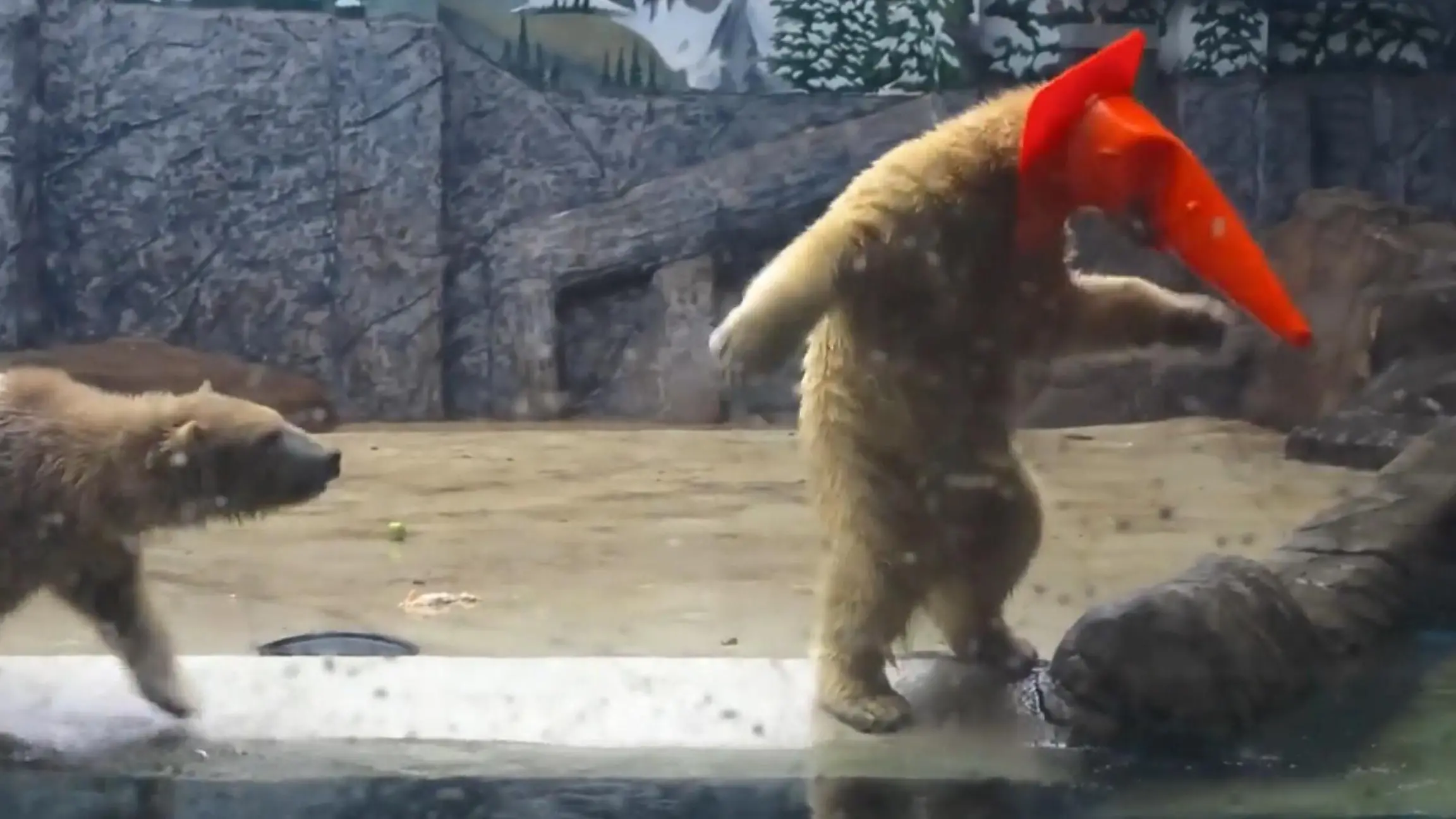 Da ist der (Eis-)Bär los! Raubtier-Zwillinge sorgen im Zoo für Lacher Ootek und Jorek aus Ungarn