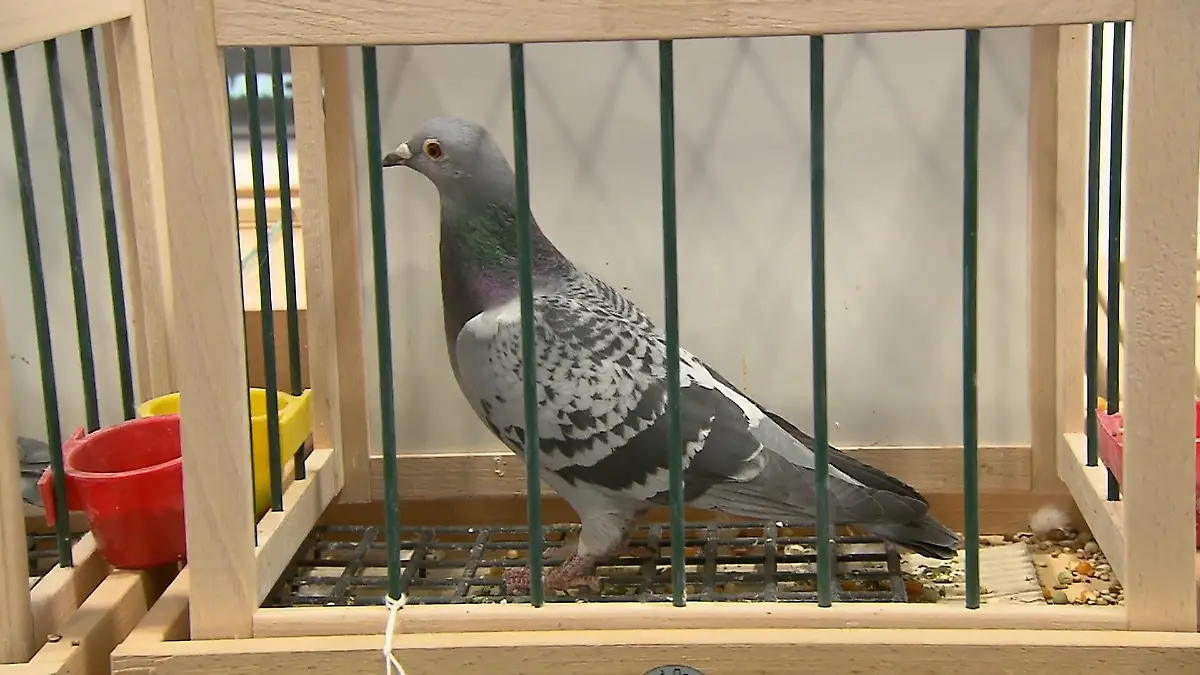 Brieftauben-Ausstellung in Dortmund Gefiederte Tiere als Stars