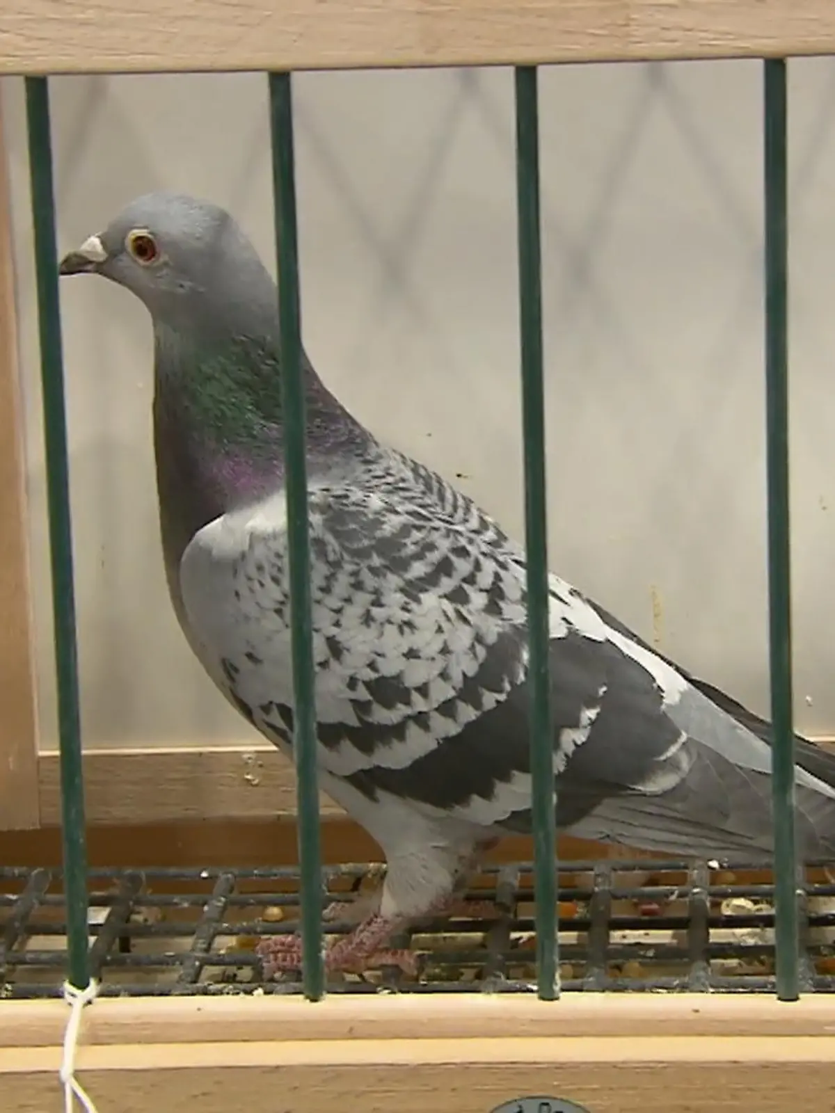 Bild zu: "Brieftauben-Ausstellung in Dortmund"