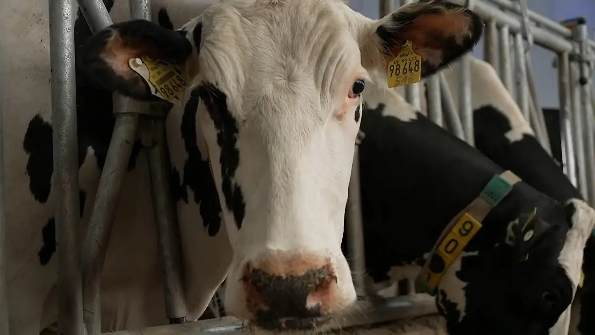 Furz-Studien-auf-dem-Bauernhof-Wie-K-he-beim-Klimaschutz-helfen-sollen