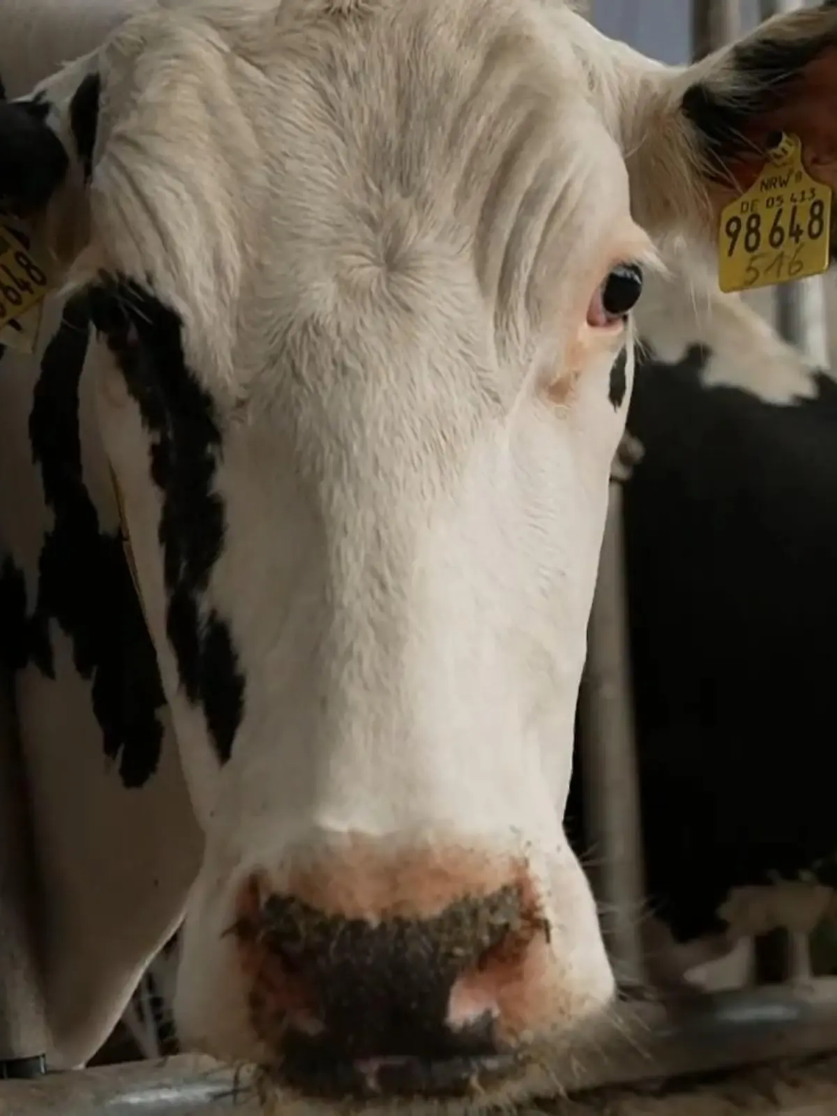 Bild zu: "Methan-Messung bei Kühen in Kleve"