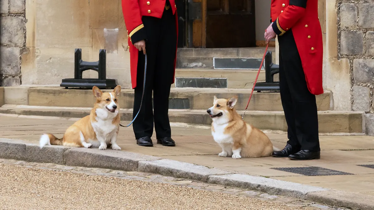 Corgis auf der Beerdigung der Queen