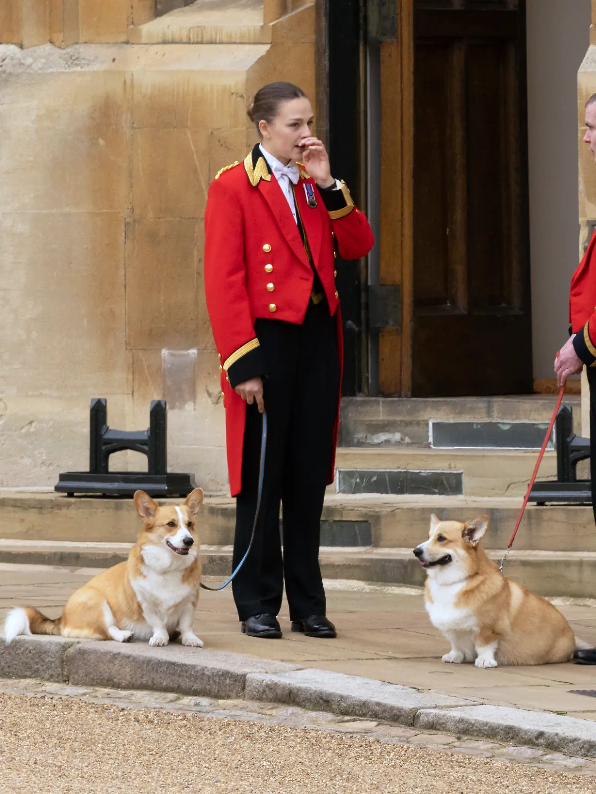 Corgis auf der Beerdigung der Queen