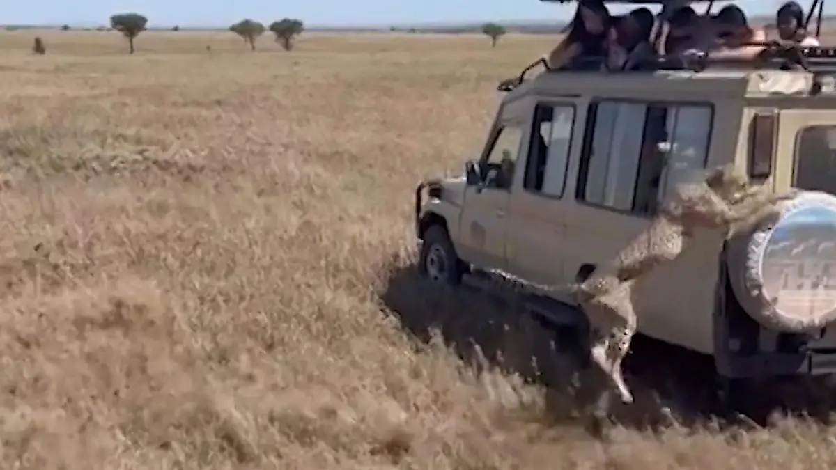 Safari-Schock für Touristen! Gepard springt plötzlich auf ihren Jeep Nur wenige Zentimeter entfernt