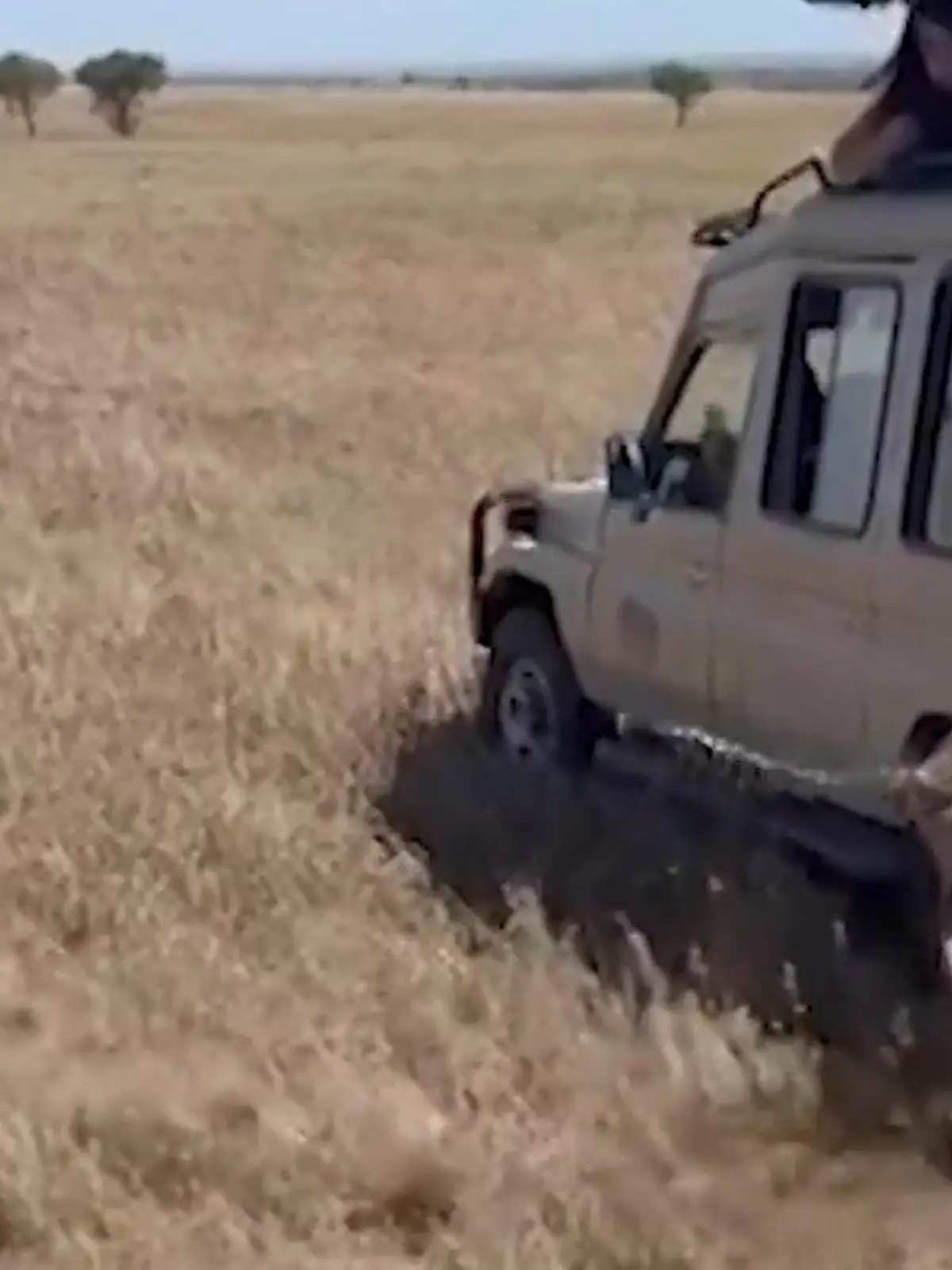 Bild zu: "Safari-Schock für Touristen! Gepard springt plötzlich auf ihren Jeep"