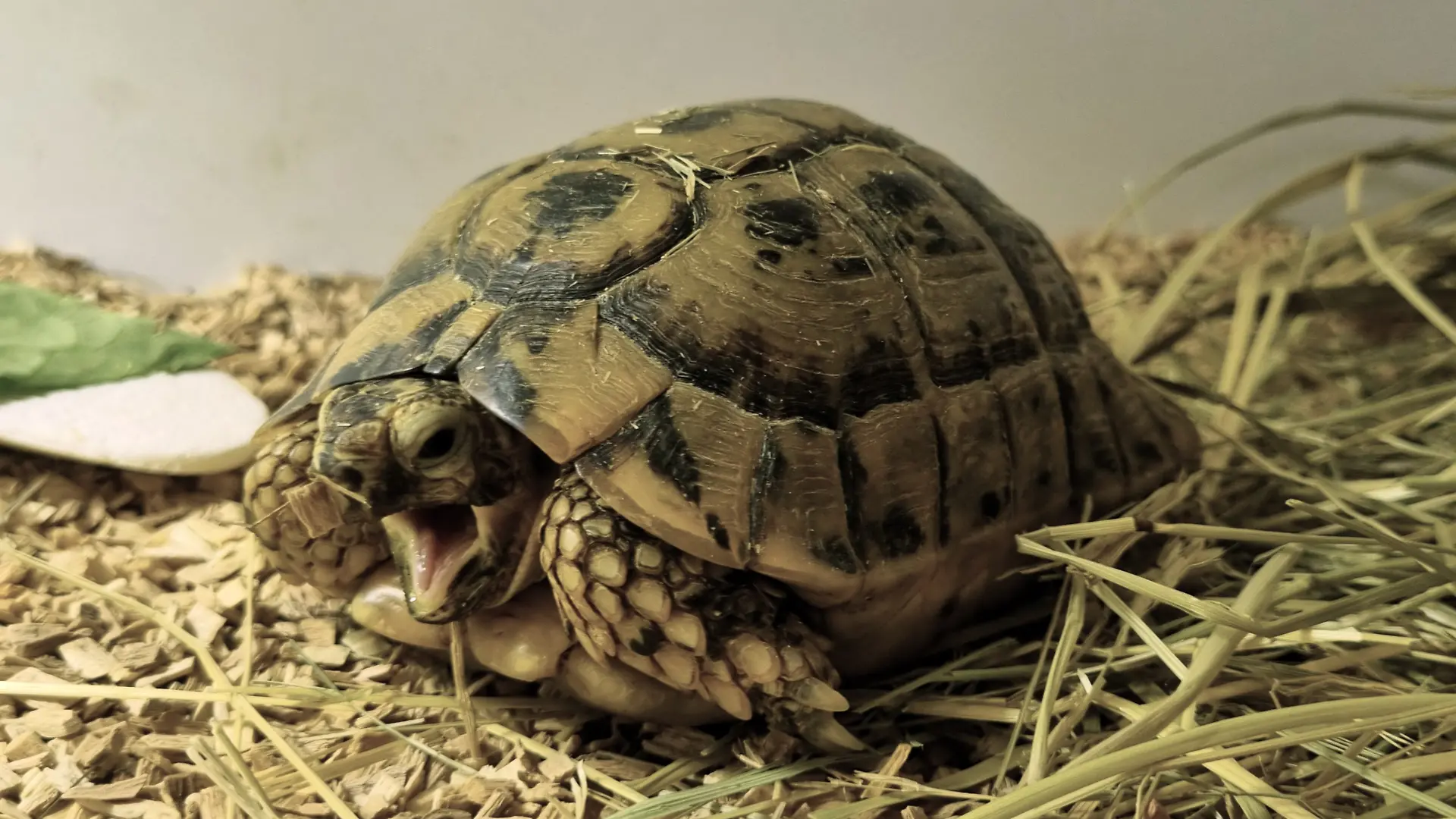 Wenn Tierpfleger seinen Raum betreten, klopft Matthias an die Scheibe, um auf sich aufmerksam zu machen.