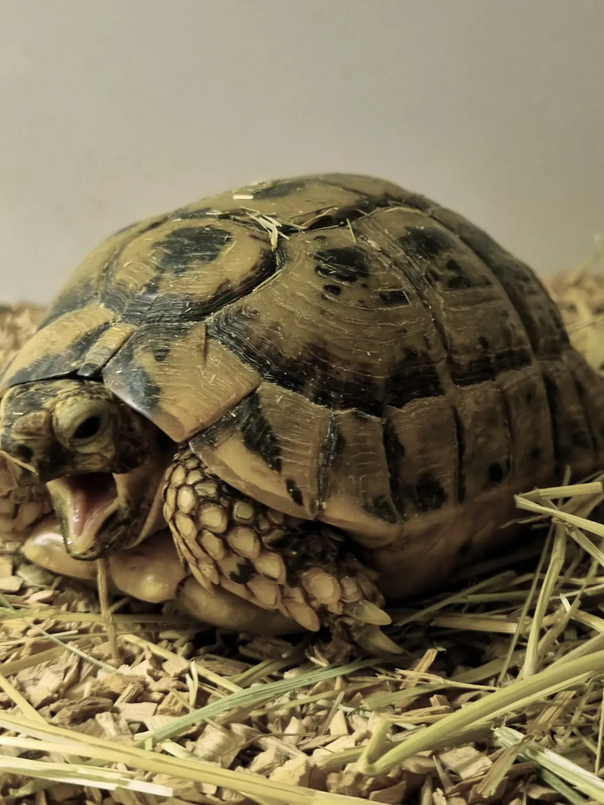 Wenn Tierpfleger seinen Raum betreten, klopft Matthias an die Scheibe, um auf sich aufmerksam zu machen. 