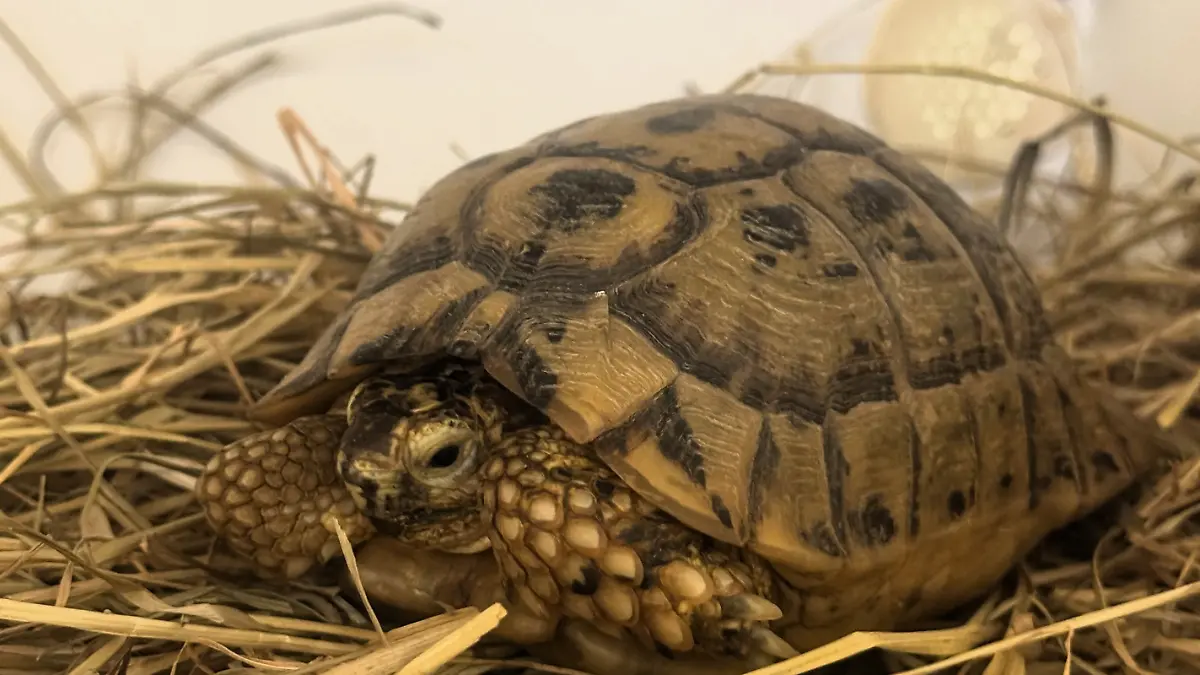 Seit 2021 lebt Landschildkröte Matthias beim Hamburger Tierschutzverein. Sein Besitzer hatte ihn im Winter in einem Karton ausgesetzt. 