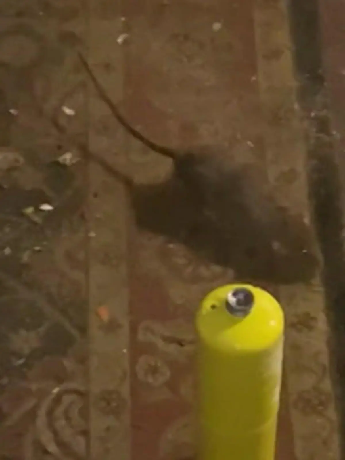 Bild zu: "Mann lebt in Ratten-Hölle – diese Bilder aus dem Ekel-Haus schockieren!"