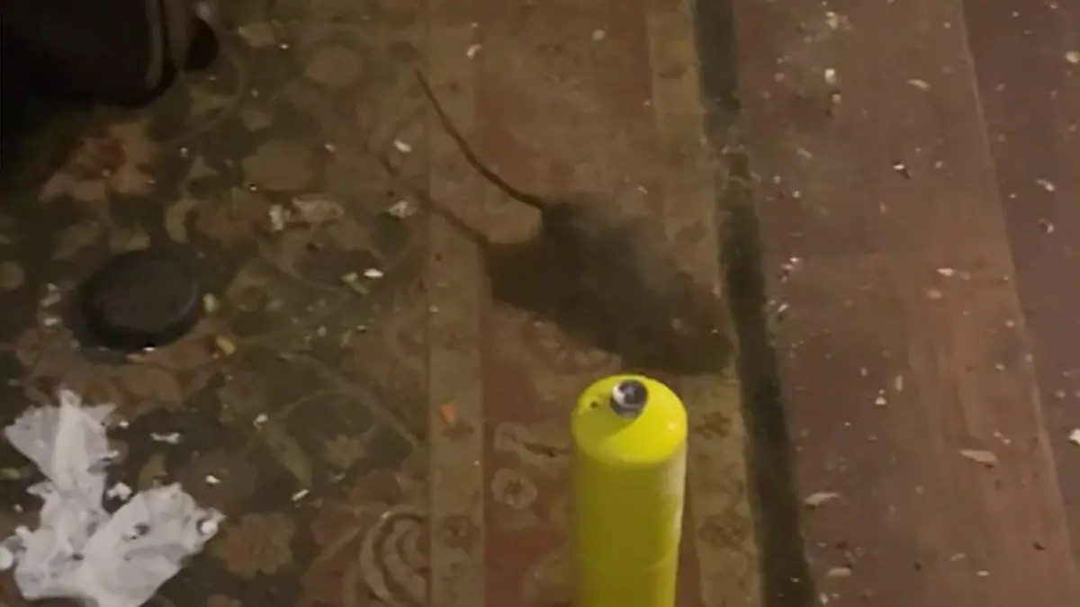 Mann lebt in Ratten-Hölle – diese Bilder aus dem Ekel-Haus schockieren! Lebensgefährliche Plage