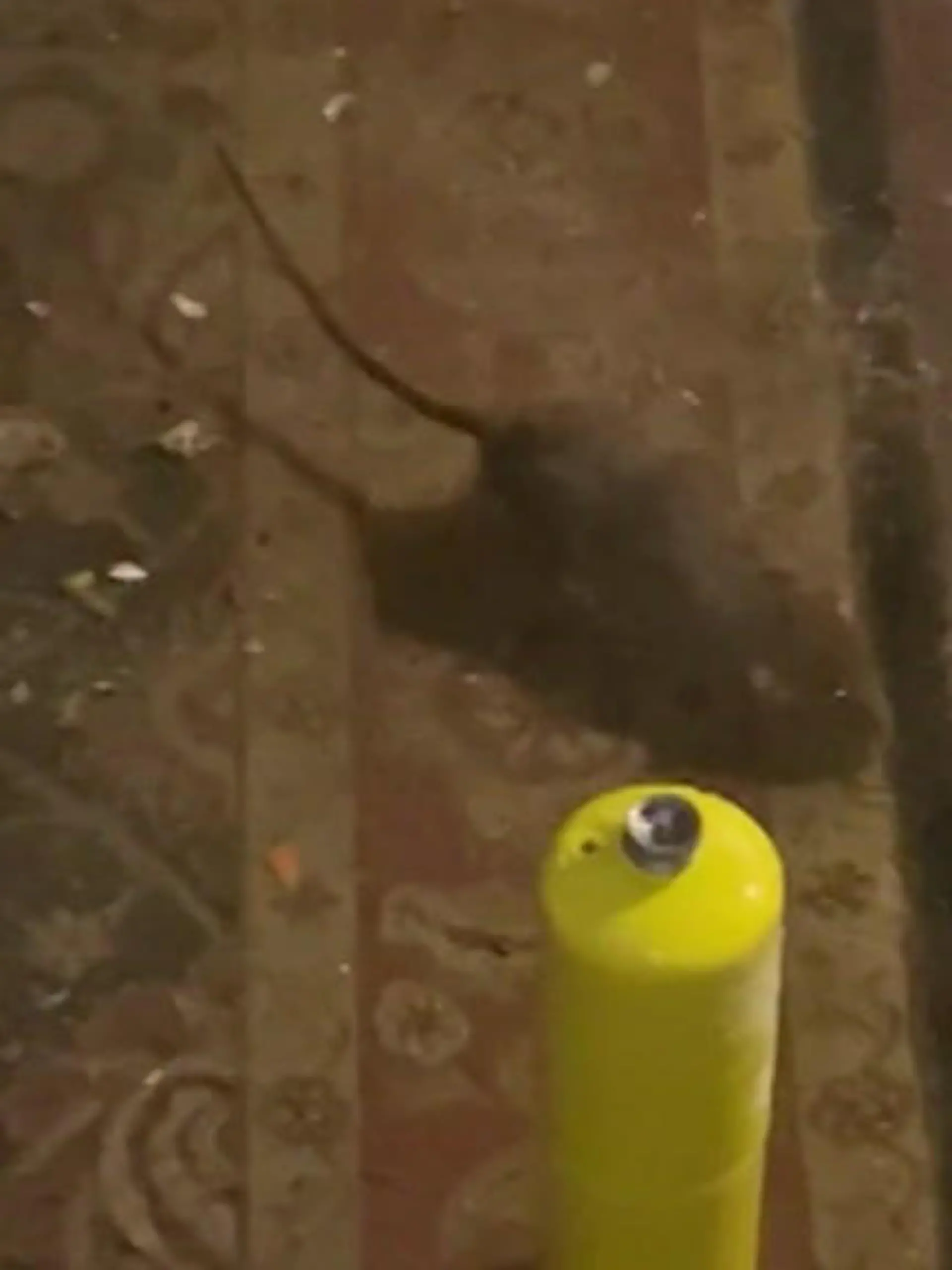 Bild zu: "Mann lebt in Ratten-Hölle – diese Bilder aus dem Ekel-Haus schockieren!"