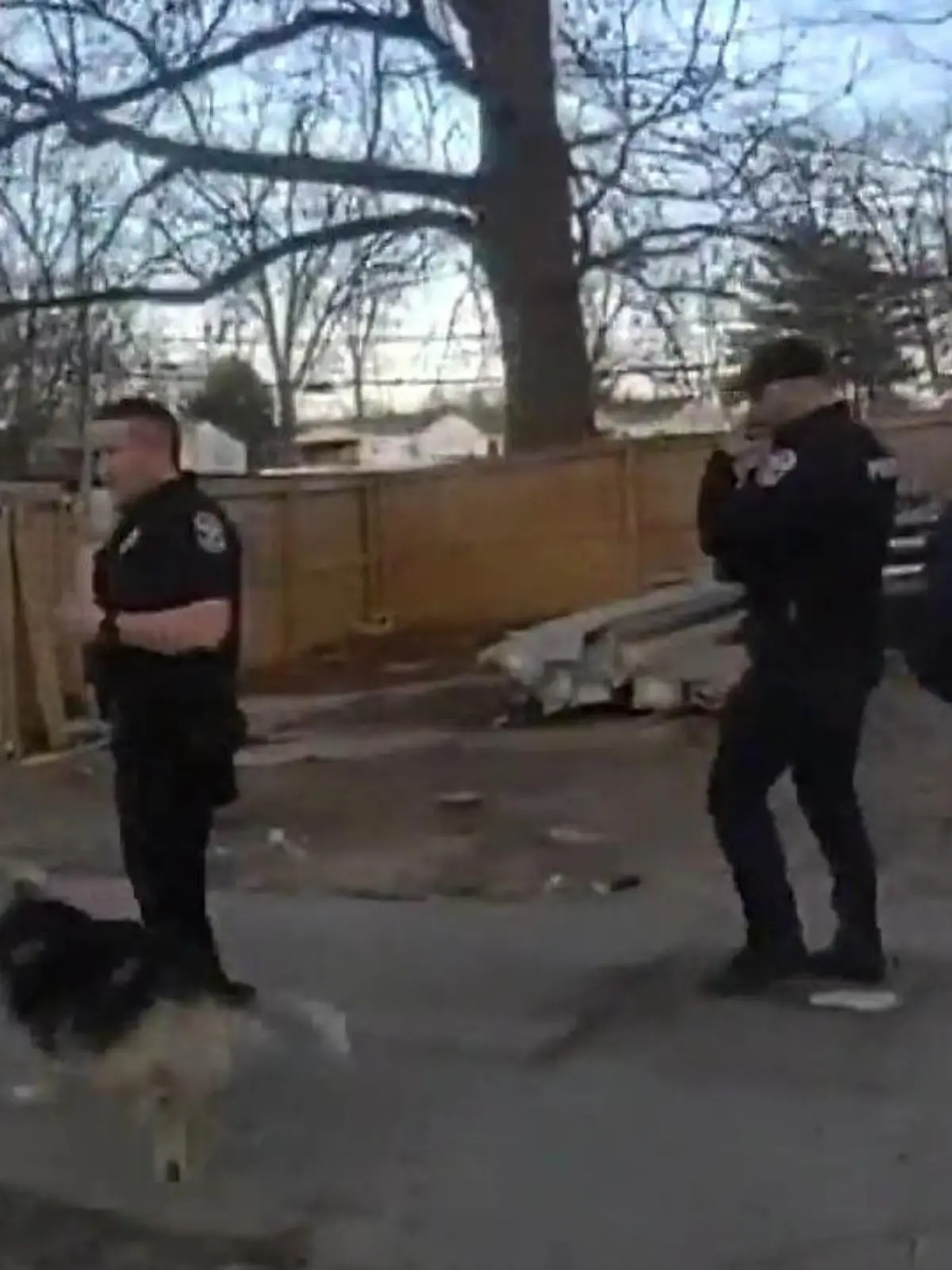 Bild zu: "Junge (3) vermisst – dieser streunende Hund ist seine Rettung!"