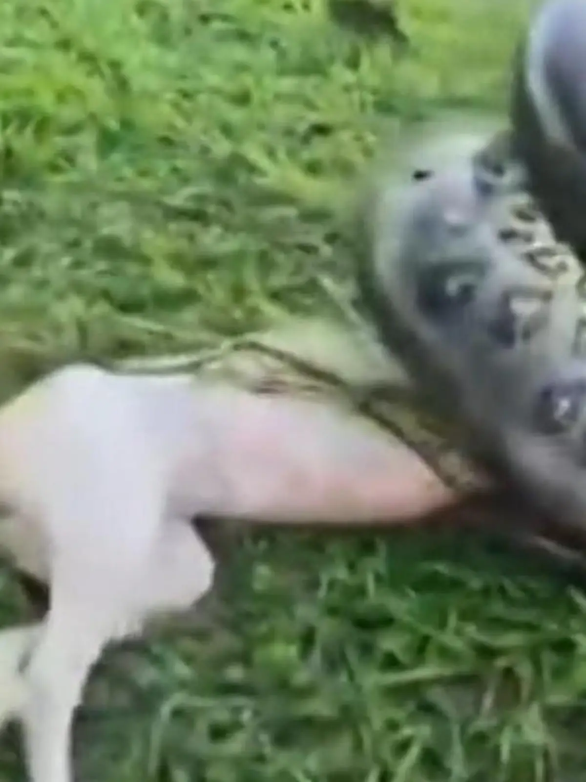 Bild zu: "Hund im Würgegriff! Riesen-Anakonda kennt keine Gnade"