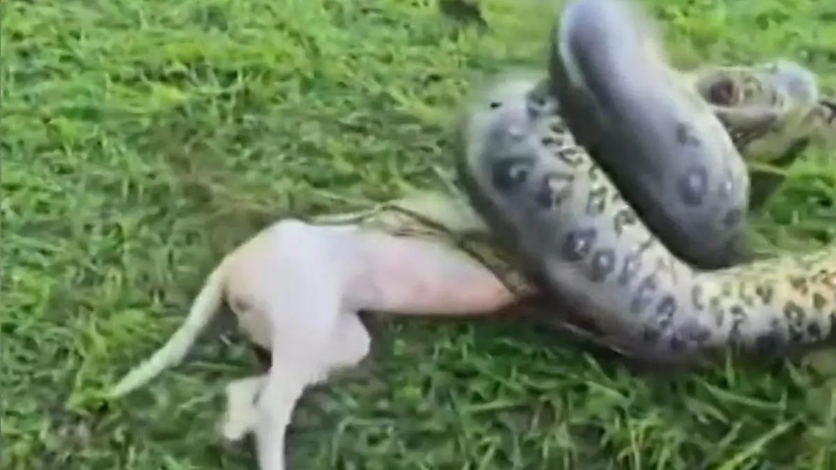Hund im Würgegriff! Riesen-Anakonda kennt keine Gnade Schlange ist über drei Meter lang