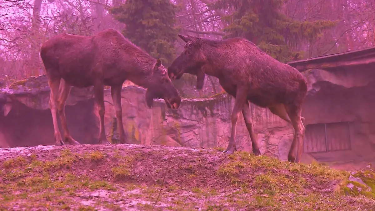 ZOOM-Erlebniswelt Liebesleben der Tiere