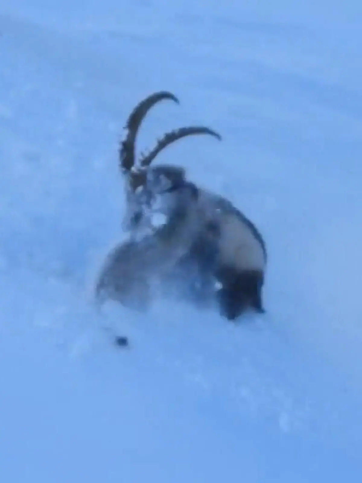 Bild zu: "Seltenes Duell! Schneeleopard gegen Steinbock – Aufnahmen zeigen heftigen Kampf am Abgrund"