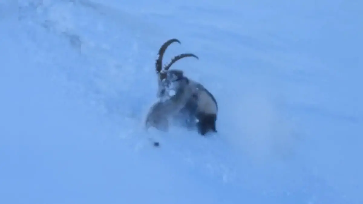 Seltenes Duell! Schneeleopard gegen Steinbock – Aufnahmen zeigen heftigen Kampf am Abgrund Spektakuläre Wildtier-Aufnahmen