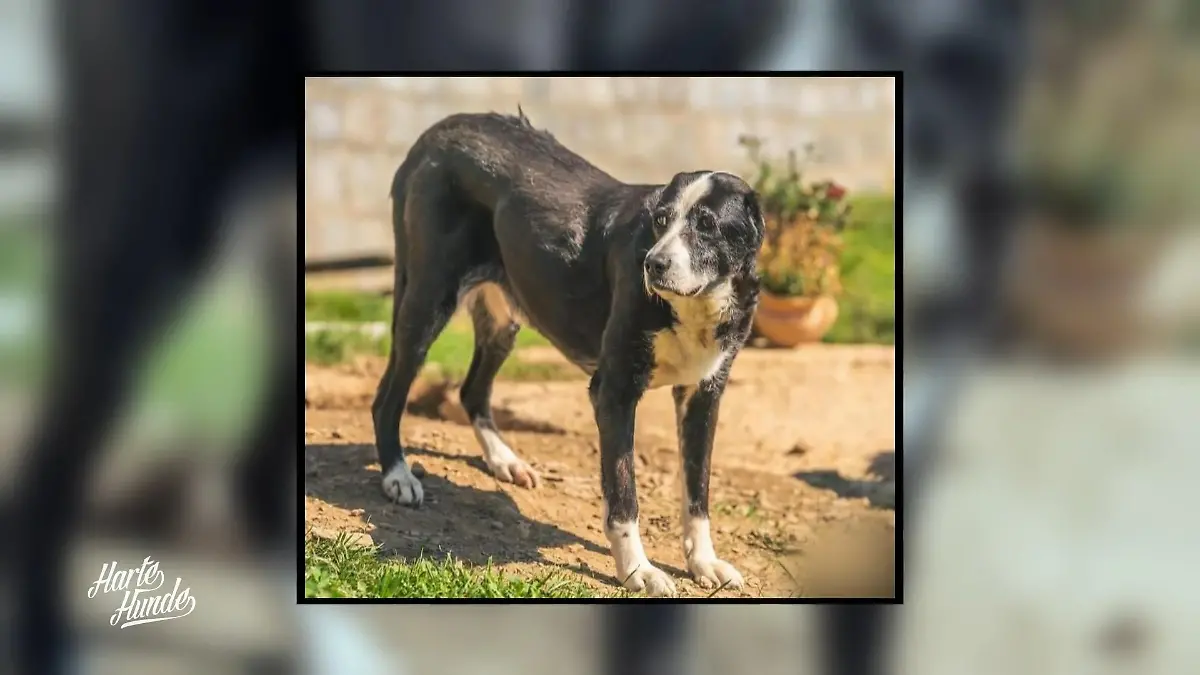 Annett startet Rettungsaktion in Polen Notfall Melissa