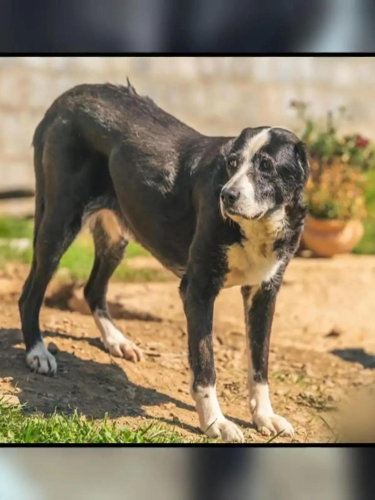 Bild zu: "Annett startet Rettungsaktion in Polen"