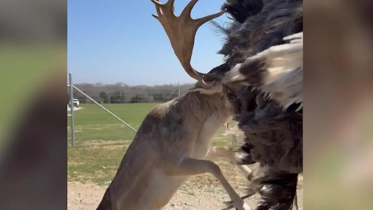 Mit Geweih voraus! Hirsch fetzt sich mit Strauß – Familie mittendrin Attacke im Safari-Park