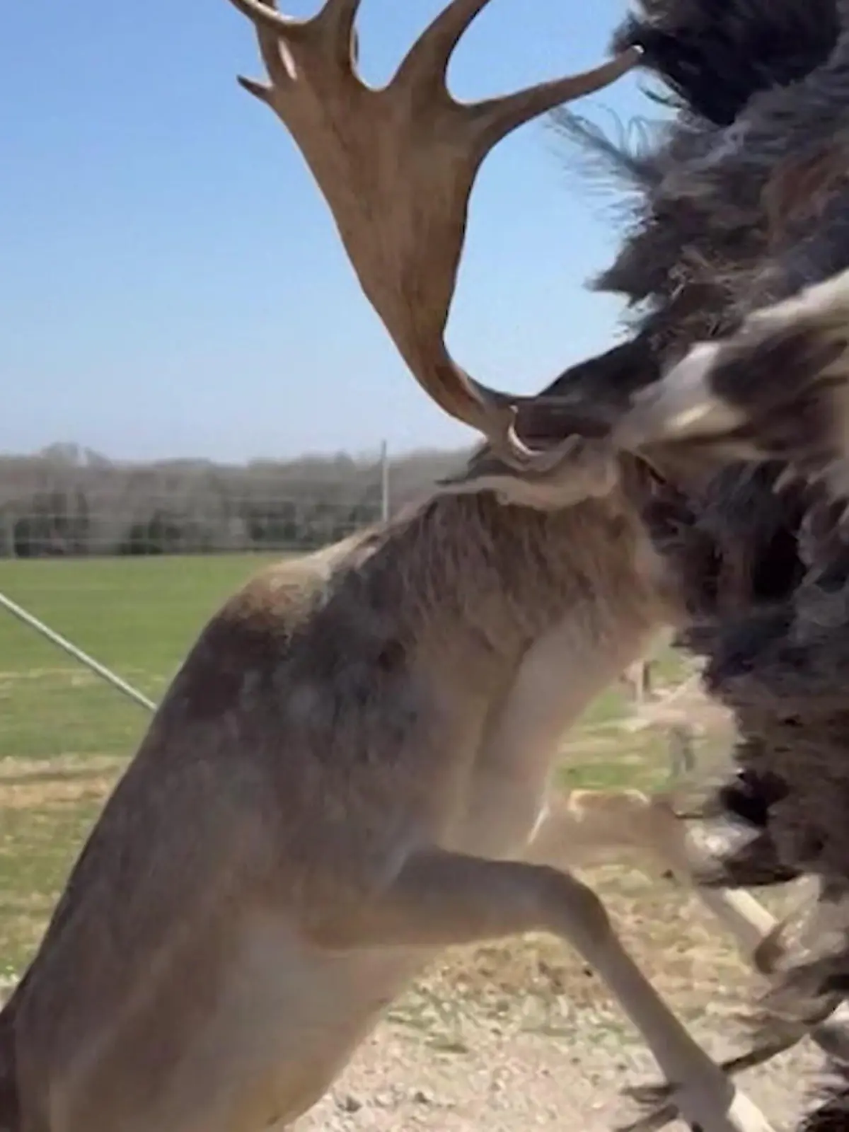 Bild zu: "Mit Geweih voraus! Hirsch fetzt sich mit Strauß – Familie mittendrin"