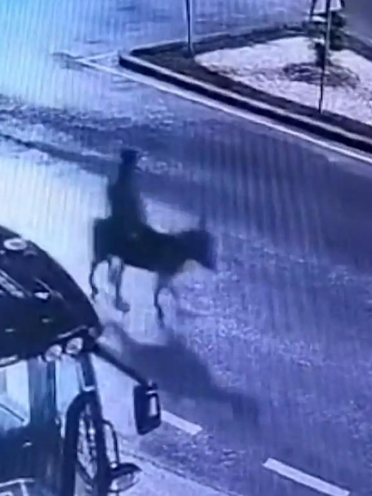 Bild zu: "Esel-Flucht nach Blitzraub! Gangster bummelt dreist vom Tatort"