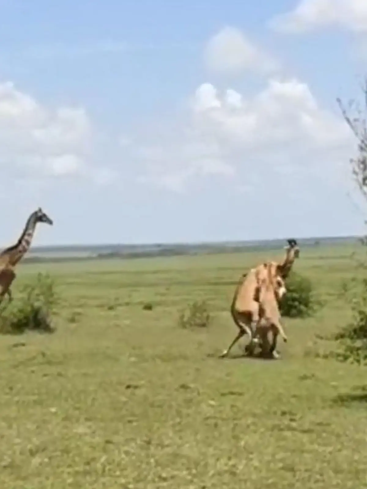 Bild zu: "Löwenrudel krallt sich ihr Baby! Giraffen-Mama ohne Chance – aber sie kämpft trotzdem"