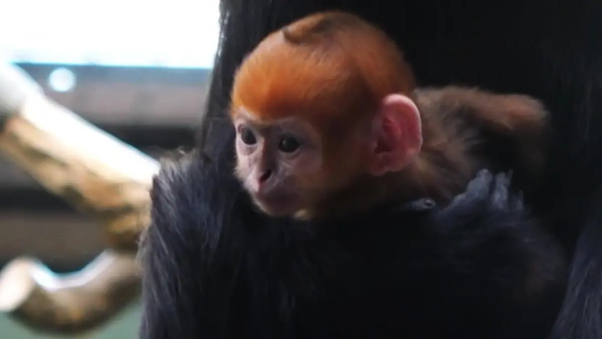 Leuchtend oranges Affenbaby! Diese Zoo-Geburt ist eine echte Sensation Hoffnungsschimmer bedrohte Tierart