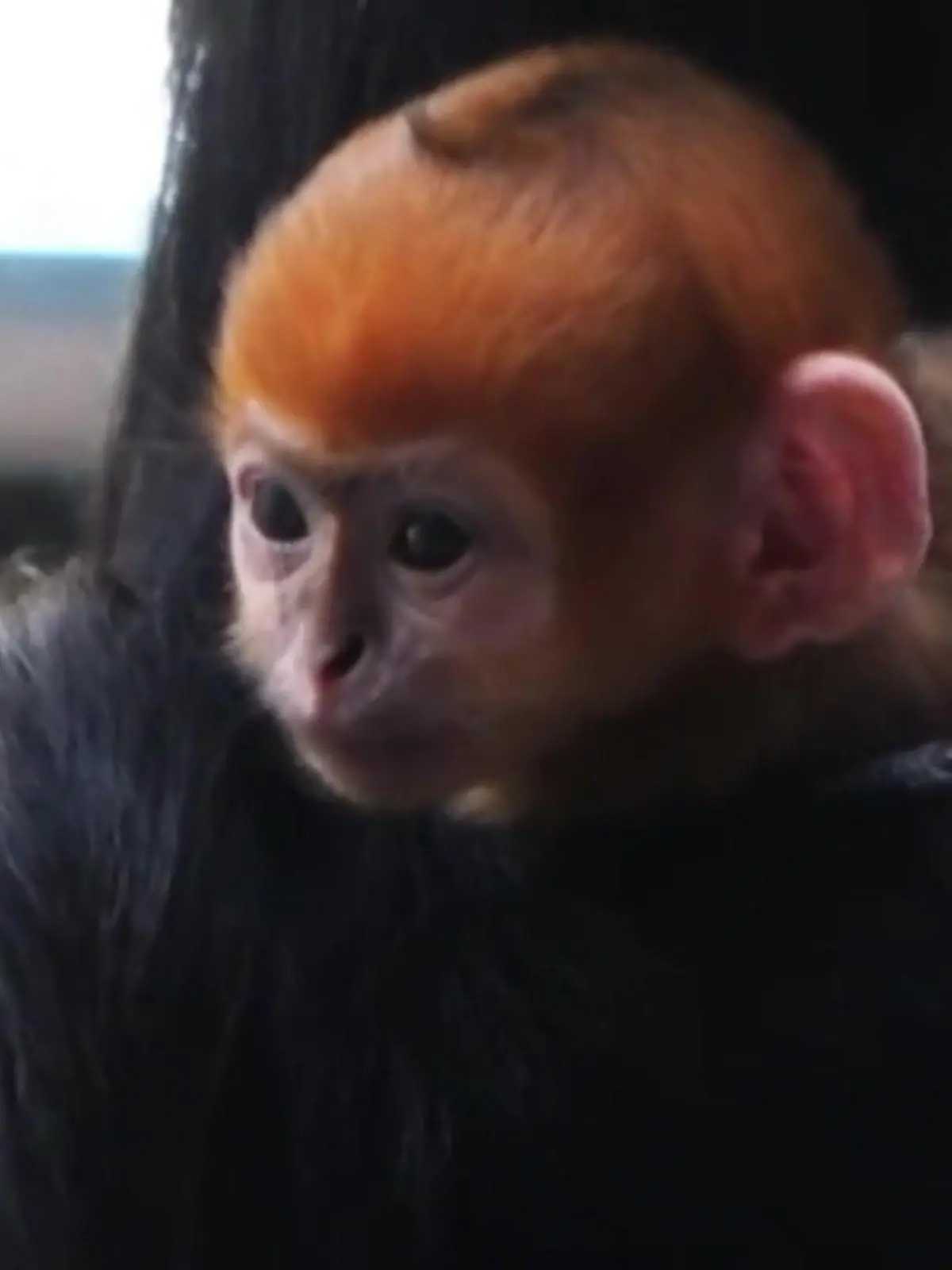 Bild zu: "Leuchtend oranges Affenbaby! Diese Zoo-Geburt ist eine echte Sensation"