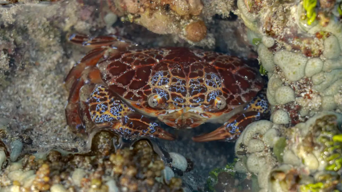Teufelskrabben (lateinisch: Zosimus aeneus) sind hochgiftig.