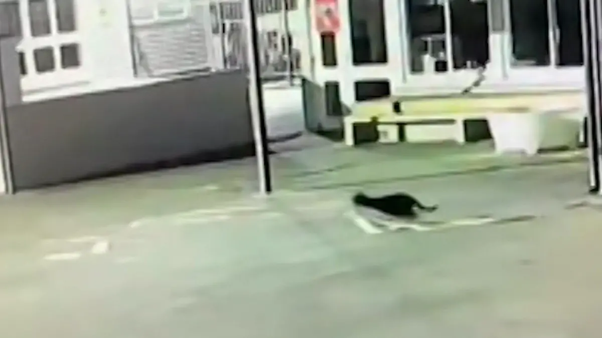 Ein Jahr lang! Mysteriöser Unterwäsche-Dieb macht Schule unsicher Eine Strafe wird es wohl nicht geben...