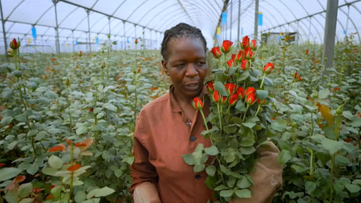 Fairtrade oder Ausbeutung? Interessante Fakten über Rosen aus Afrika Rosen aus Afrika: Nachhaltig oder Schnäppchen?