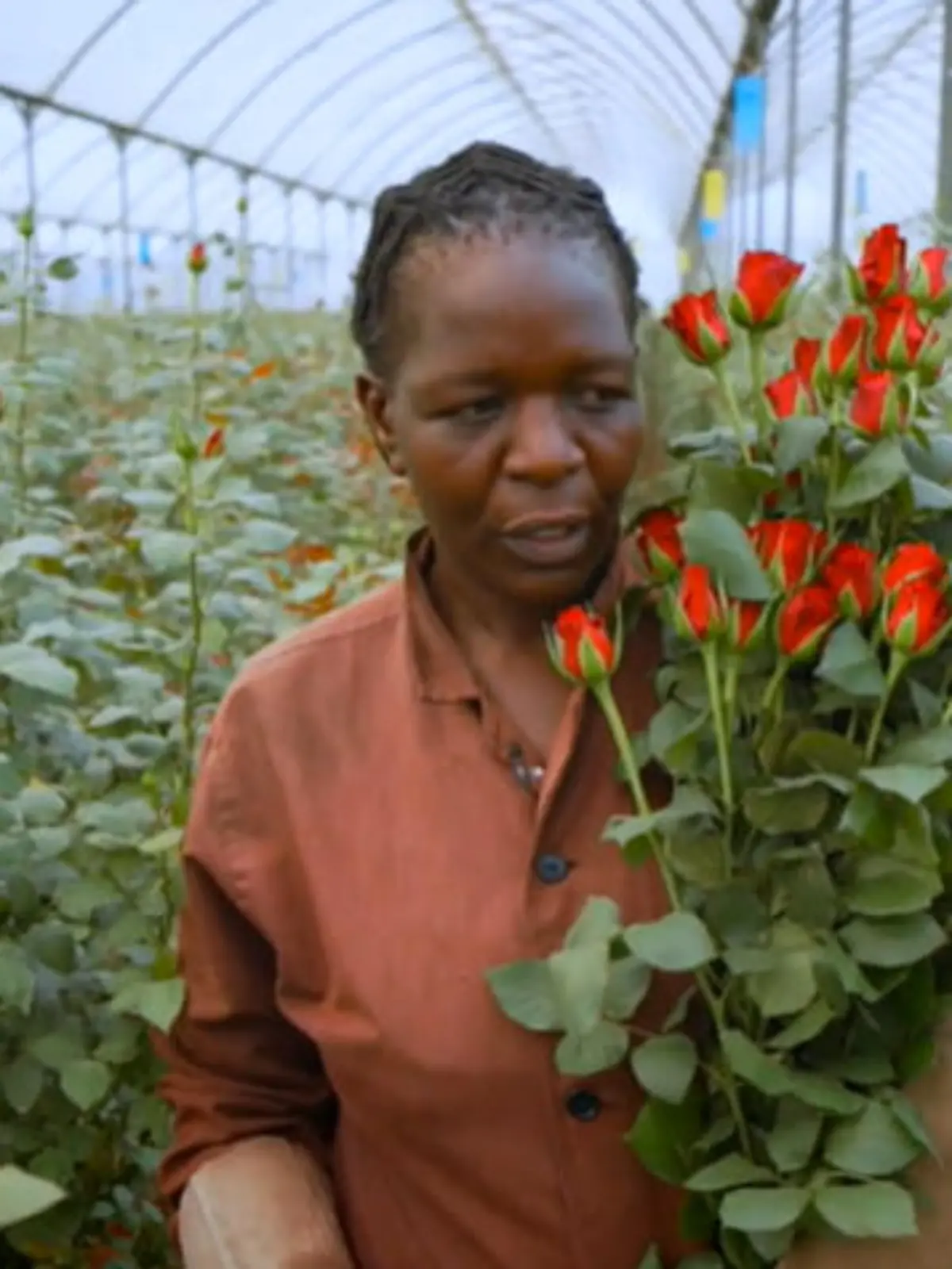 Bild zu: "Fairtrade oder Ausbeutung? Interessante Fakten über Rosen aus Afrika"