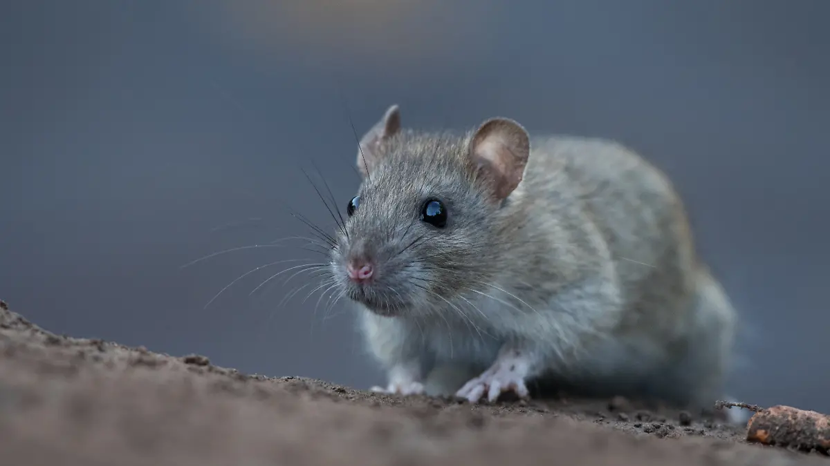 Nahaufnahme von einer Wanderratte