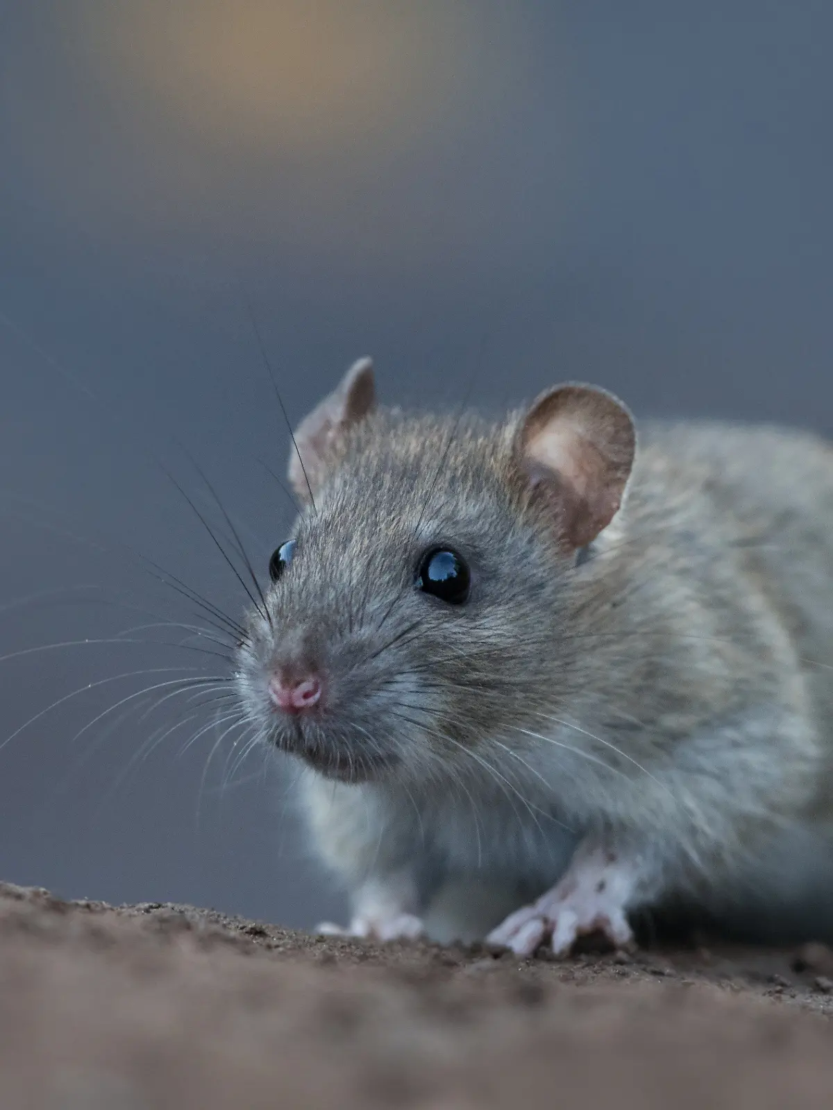 Nahaufnahme von einer Wanderratte