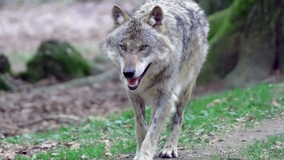 ak vb k+ Europäischer Grauwolf in Aktion